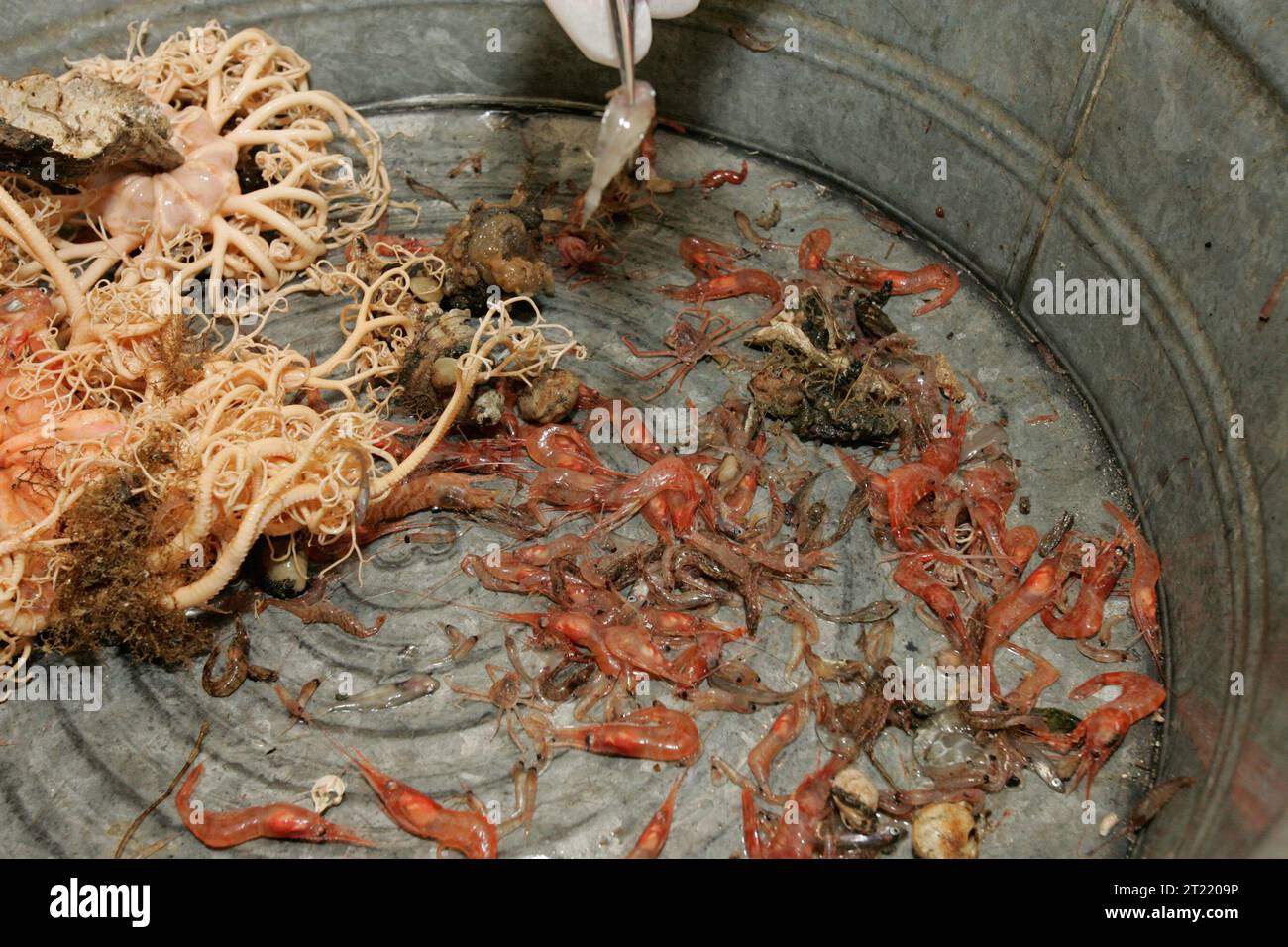 2006. Themen: Alaska Maritime National Wildlife Refuge; AMNWR; Küstengebiete; Inseln; Biologie; Arbeit der Schutzhütte; Scenics; Seevögel. . 1998 - 2011. Stockfoto