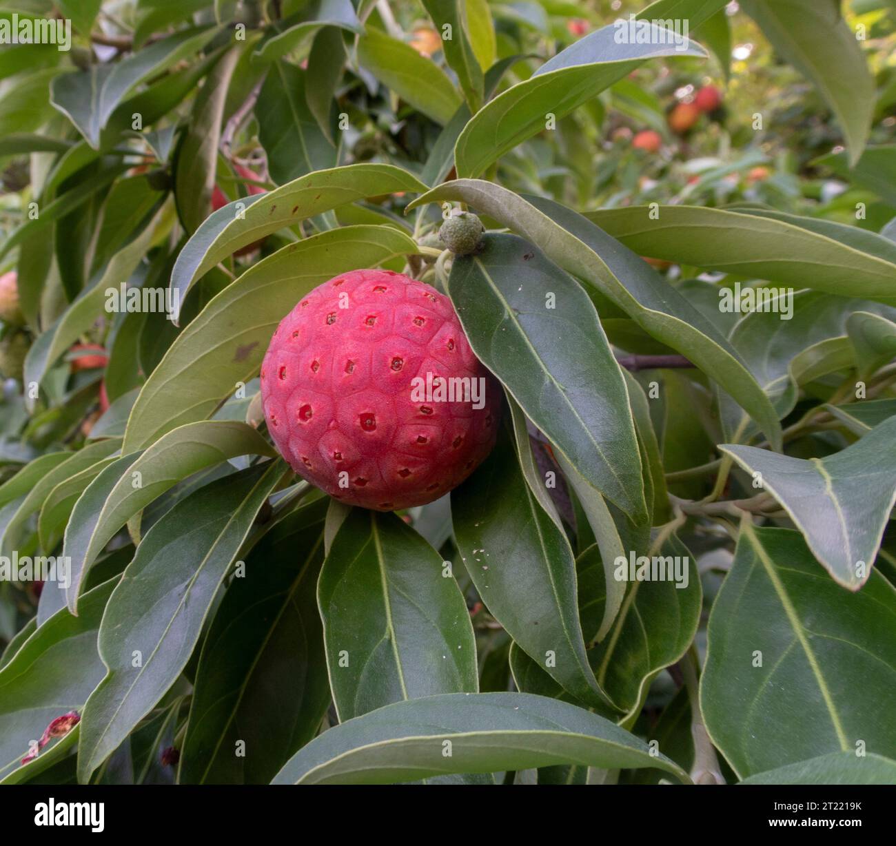 Orangene rote Früchte von Cornus capitata – Himalaya Dogwood, wächst in einem Devon Garten. Essbare Früchte, Kornelkirsche Stockfoto