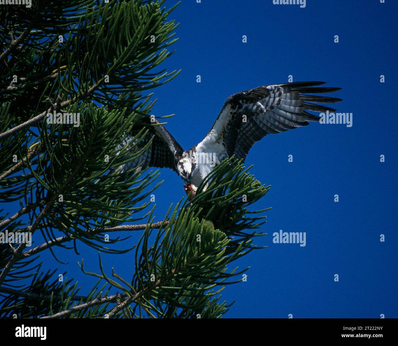 Ein Fischadler landet auf einem Ast in Kalifornien. Seine weiße Unterseite, die markante Flügelform und der kraftvolle Flug machen ihn auch aus der Entfernung leicht zu erkennen. Stockfoto