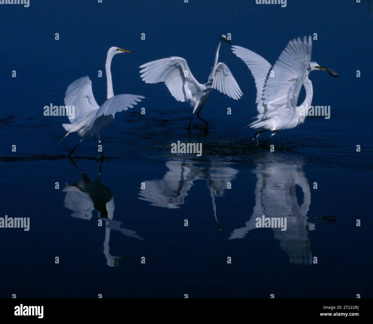 Eine Gruppe großer Reiher nistet hoch in Bäumen in der Nähe des Wassers. Mit Schilf und Stöcken bauen sie robuste Nester und jagen Fische, Schlangen, Krebse und Frösche, indem sie im flachen Wasser stehen. Stockfoto