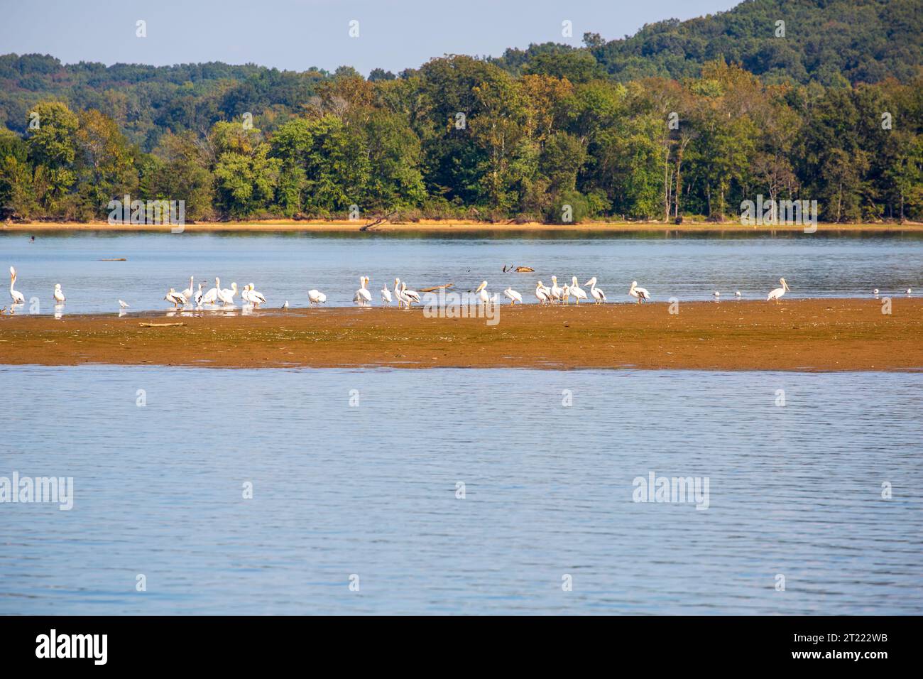 American White Pelicans, Pelecanus erythrorhynchos, auf einer Sandbank am Cumberland River in der Nähe von Dover, Tennessee Stockfoto