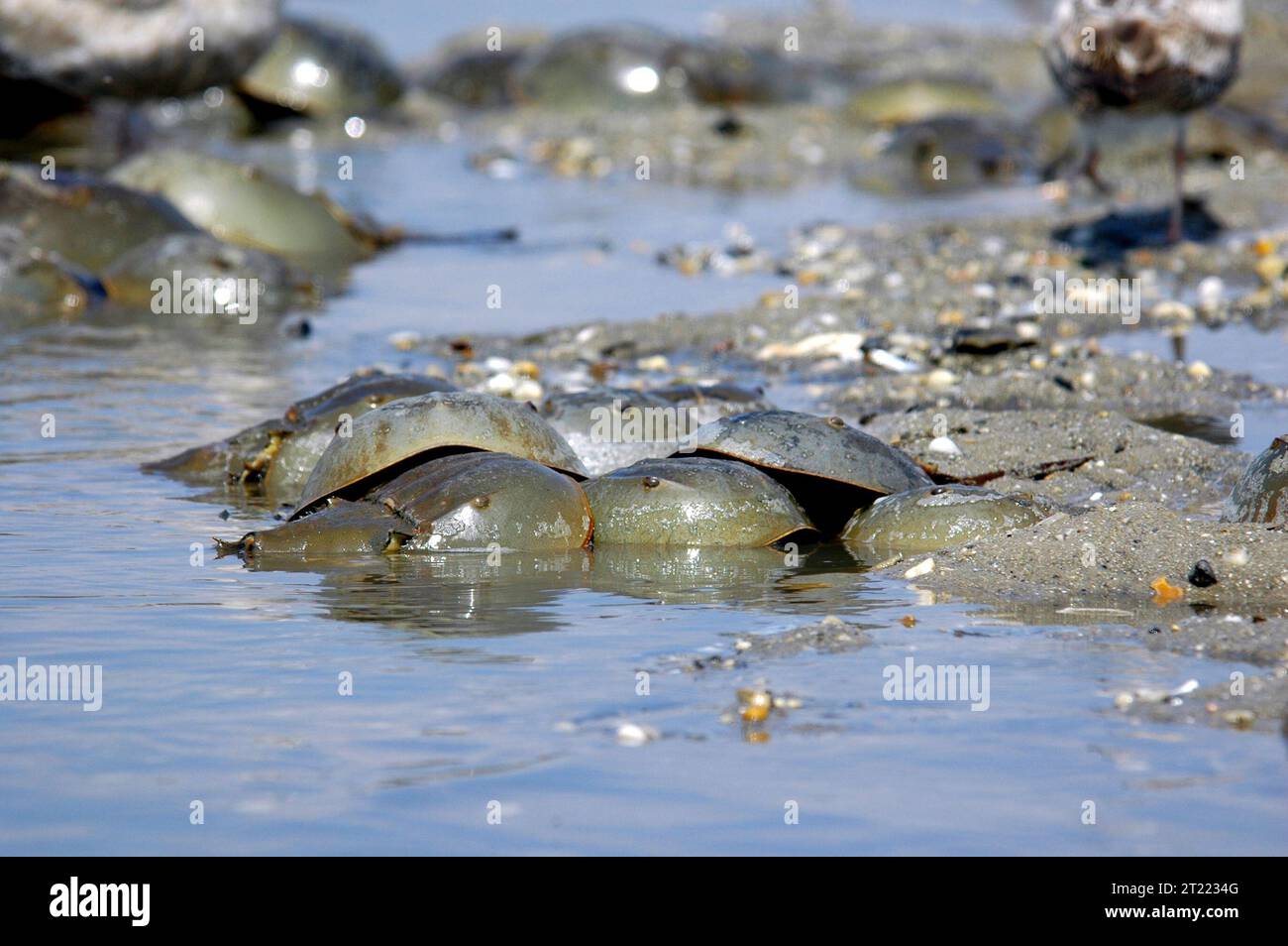 Hufeisenkrebse in Mispillion Harbor Delaware. Themen: Wassertiere; Küstengebiete; Krebstiere. Lage: Delaware. Stockfoto