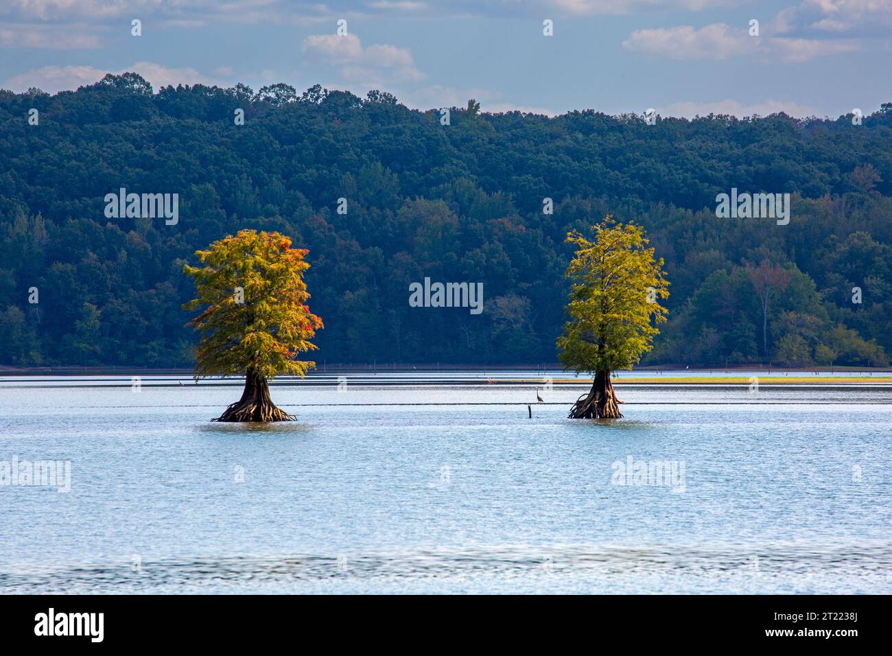 Im Herbst wechseln kahle Zypressen am Tennessee River ihre Farbe. Das Wasser wurde auf den Winterpool abgesenkt Stockfoto