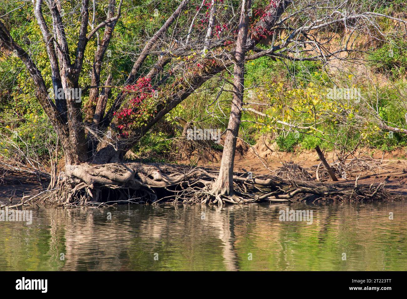Laub und freiliegende Baumwurzeln am Winterpool am Cumberland River, Kentucky Stockfoto