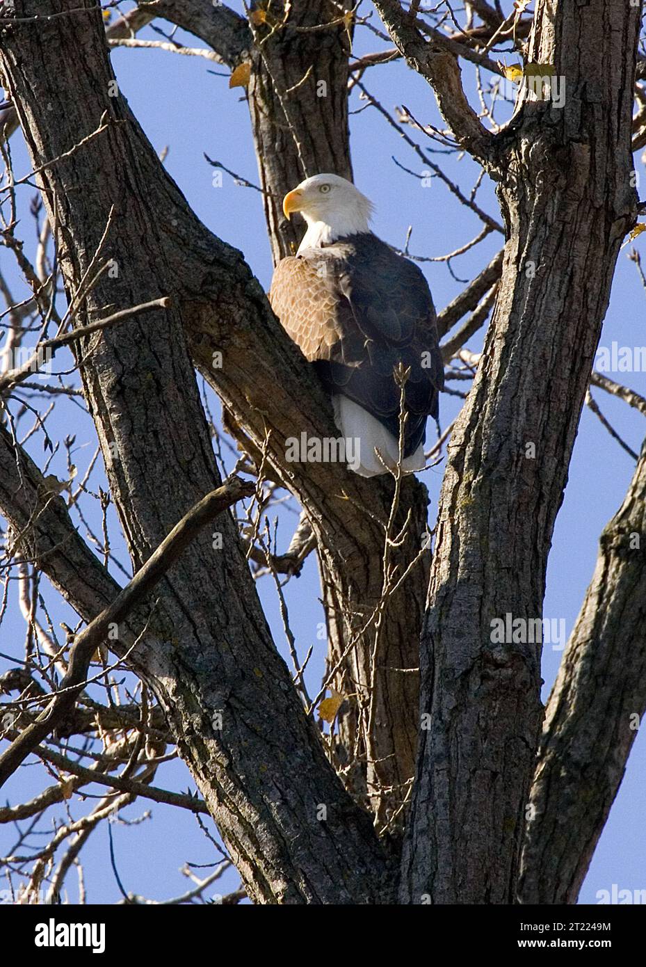 Weißkopfseeadler von hinten gesehen und über die Schulter schaut, während er von Gliedmaßen in einem Baum sitzt. Themen: Raubvögel; Raptoren; bedrohte Arten. Lage: Missouri. Fish and Wildlife Service Site: GROSSE, SCHLAMMIGE NATIONALE FISCH- UND WILDSCHUTZGEBIETE. Stockfoto