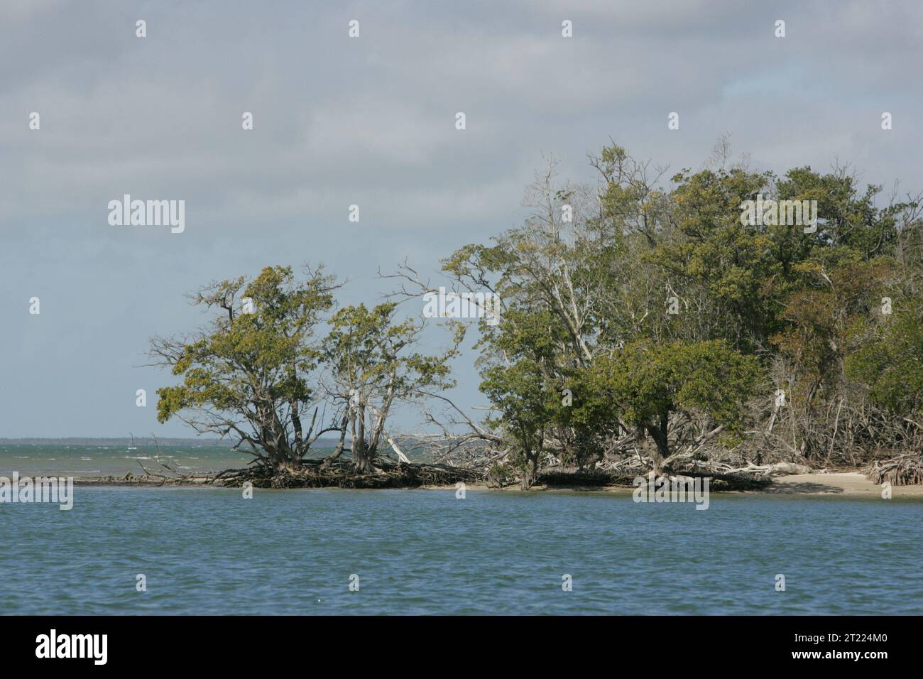 Mangrovenbäume wachsen entlang der Küste einer Insel im Ten Thousand Islands National Wildlife Refuge, Florida, mit sichtbaren Erosion am Strand am Ufer. Stockfoto