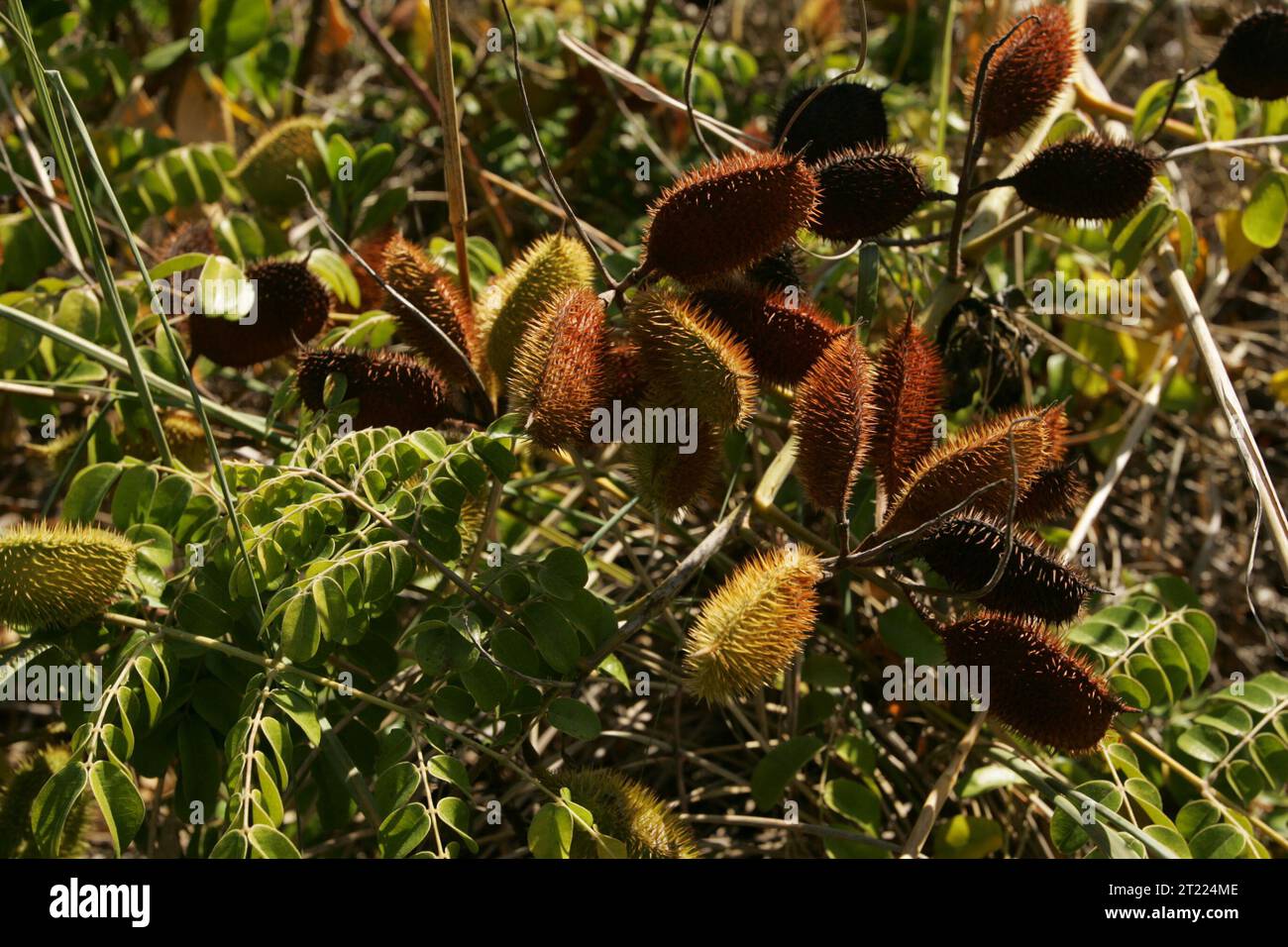 Nahaufnahme von stacheligen Samenkapseln mit scharfen Widerhaken und grünen Blättern im Ten Thousand Islands National Wildlife Refuge, Florida. Stockfoto