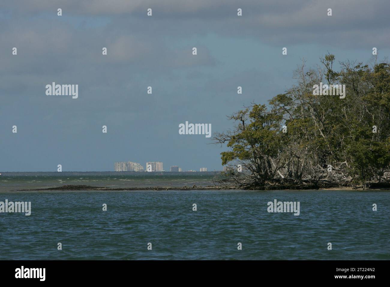 Mangrovenbäume säumen den Rand einer Insel im Ten Thousand Islands National Wildlife Refuge, Florida, mit weit entfernten Hochhäusern, die über die Küste hinaus sichtbar sind. Stockfoto