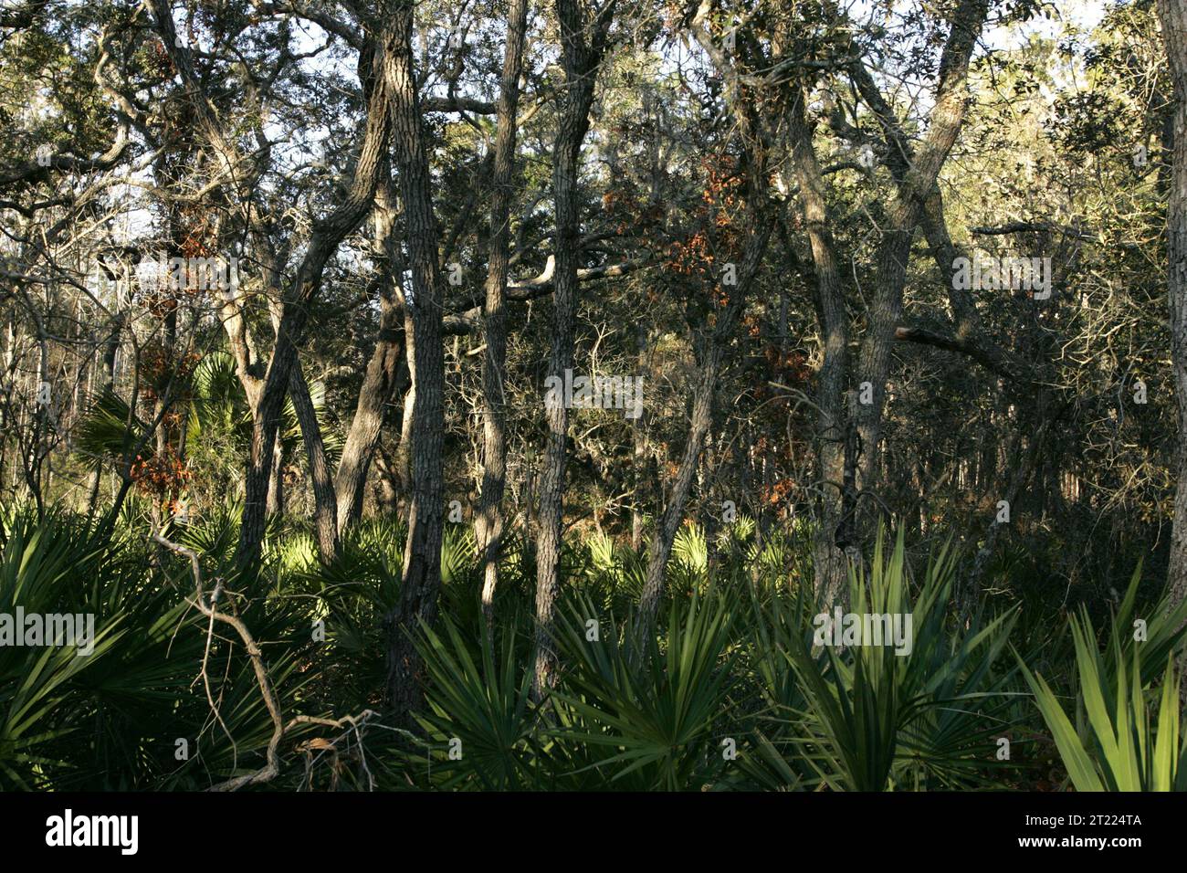 Ein Küstenwald im Lower Suwannee National Wildlife Refuge in Florida beherbergt eine Vielzahl von Arten. Das Waldgebiet bietet eine Mischung von Lebensräumen, die zur ökologischen Gesundheit der Region beitragen. Stockfoto