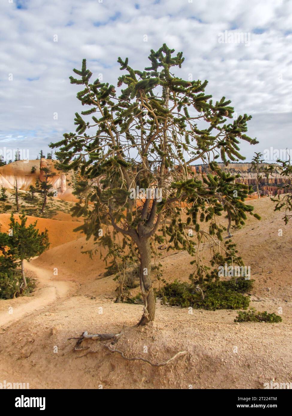 Eine kleine Bristlecone Pine, Pinus Longaeva, wächst in einem abgelegenen Teil des Bryce Canyon National Park, Utah Stockfoto