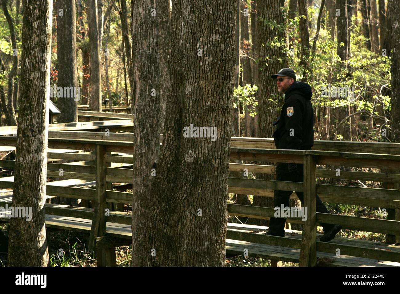 Ein Mitarbeiter des U.S. Fish and Wildlife Service macht einen Spaziergang auf der Promenade des Lower Suwannee National Wildlife Refuge in Florida. Die Promenade bietet Besuchern die Möglichkeit, Feuchtgebiete zu erkunden und gleichzeitig die Auswirkungen auf die Umwelt zu minimieren. Stockfoto