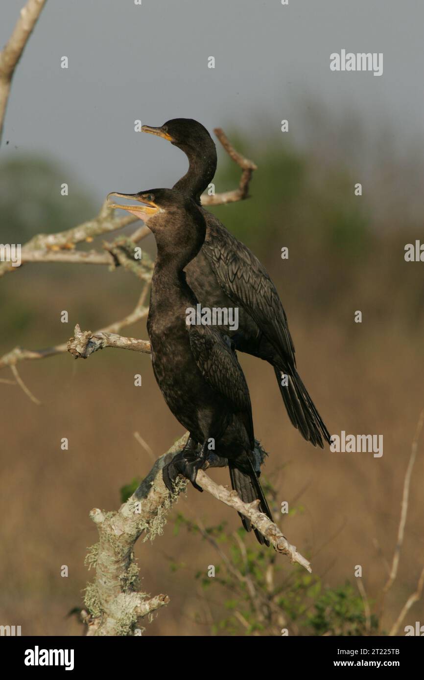 Zwei neotrope Kormorane sitzen auf toten Ästen in den Feuchtgebieten Floridas. Diese Art kommt häufig in der Nähe von Wasser vor und ernährt sich oft von Fischen. Lage: Florida, Lacassine National Wildlife Refuge. Stockfoto