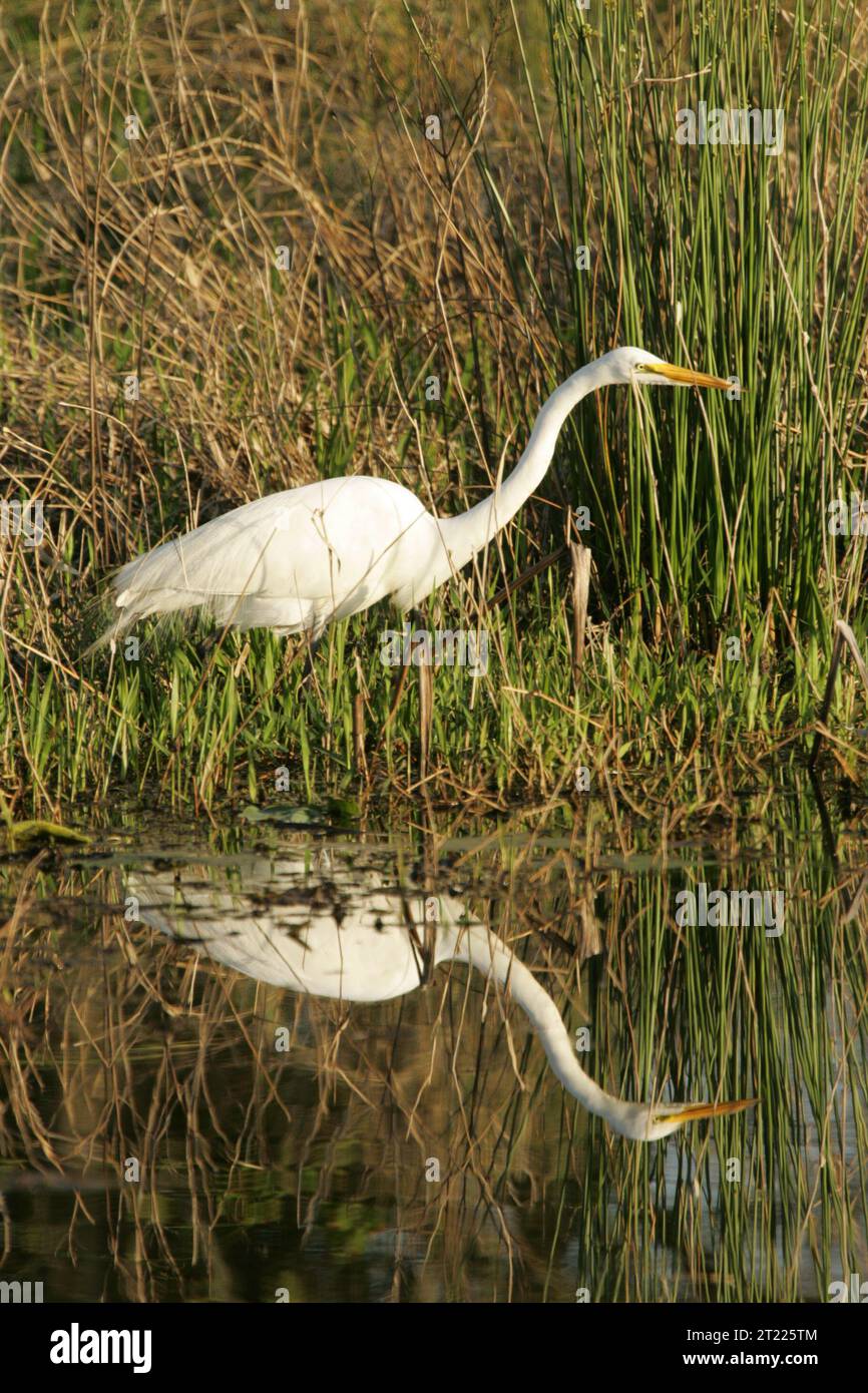 Ein großer Egret weht im flachen Wasser und in der Vegetation, dessen Reflexion im Wasser deutlich sichtbar ist. Dieser Vogel wird häufig in Feuchtgebieten in Florida gesehen. Lage: Florida, Lacassine National Wildlife Refuge. Stockfoto