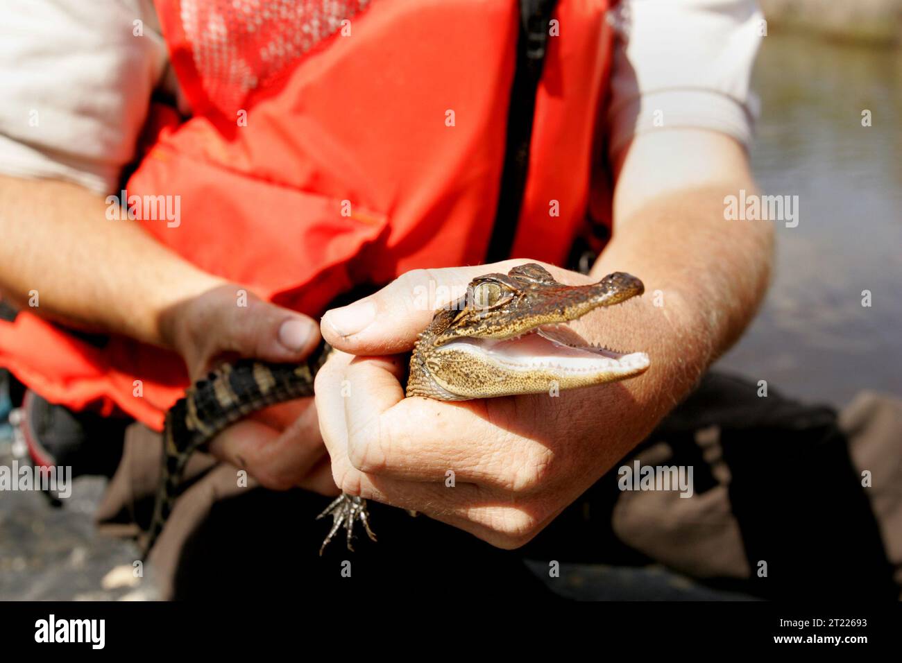 Ein Baby-Alligator scheint glücklich zu sein, so viel Aufmerksamkeit zu bekommen. Themen: Erwachsene; Wassertiere; aquatische Umgebungen; aquatische Pflanzen; Ufer; Bootstouren; Boote; Mitarbeiter (USFWS); Umwelt (Natur); Habitatschutz; Management; Personal; Pflanzen; Reptilien; Ressourcenmanagement; Uniformen; Vegetation; Feuchtgebiete; Tierwelt m. Lage: Louisiana. Fish and Wildlife Service Site: GROSSES NATURSCHUTZGEBIET VON MARSH. Stockfoto