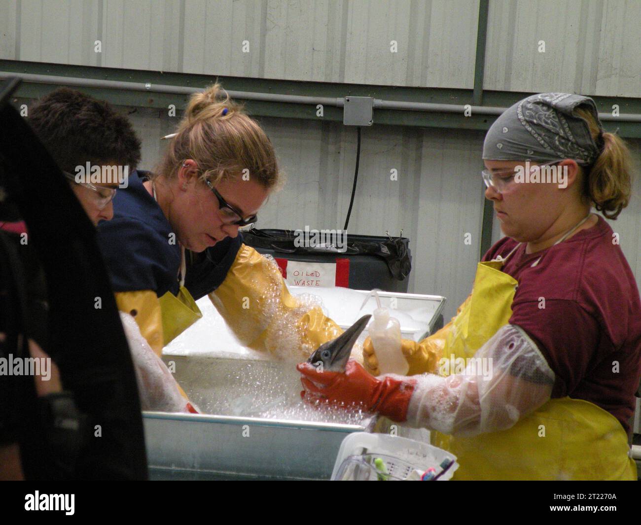Das Tri-State Oiled Bird Center in Pensacola, Florida, bietet Rehabilitation und Pflege für Vögel, die von der Ölpest Deepwater Horizon betroffen sind. Stockfoto