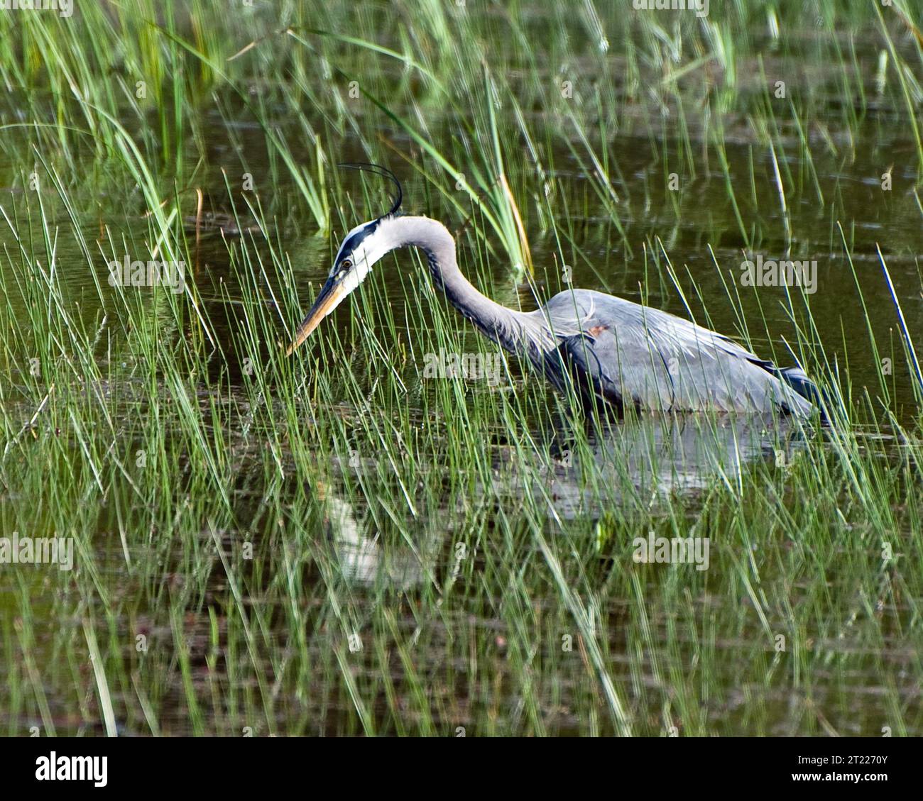 Ein großer Blaureiher jagt für seine nächste Mahlzeit im William L. Finley National Wildlife Refuge in Oregon. Diese großen Watvögel kommen häufig in der Nähe flacher Gewässer vor, wo sie sich von Fischen und Amphibien ernähren. Stockfoto