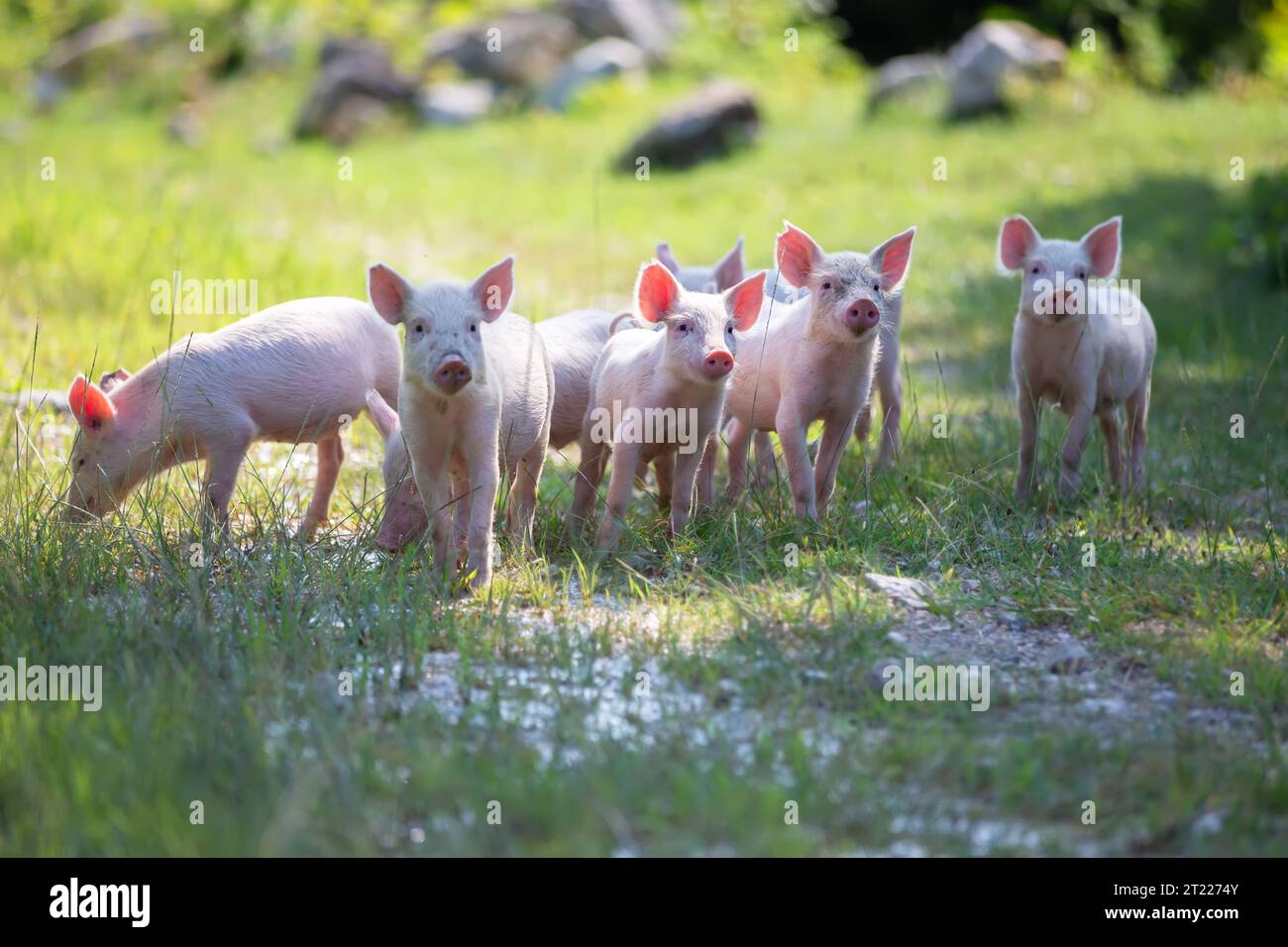 Lustige kleine Ferkel laufen in der Natur. Lustige kleine Ferkel laufen in der Natur. Eine Gruppe rosa süßer Ferkel läuft über das Gras. Stockfoto