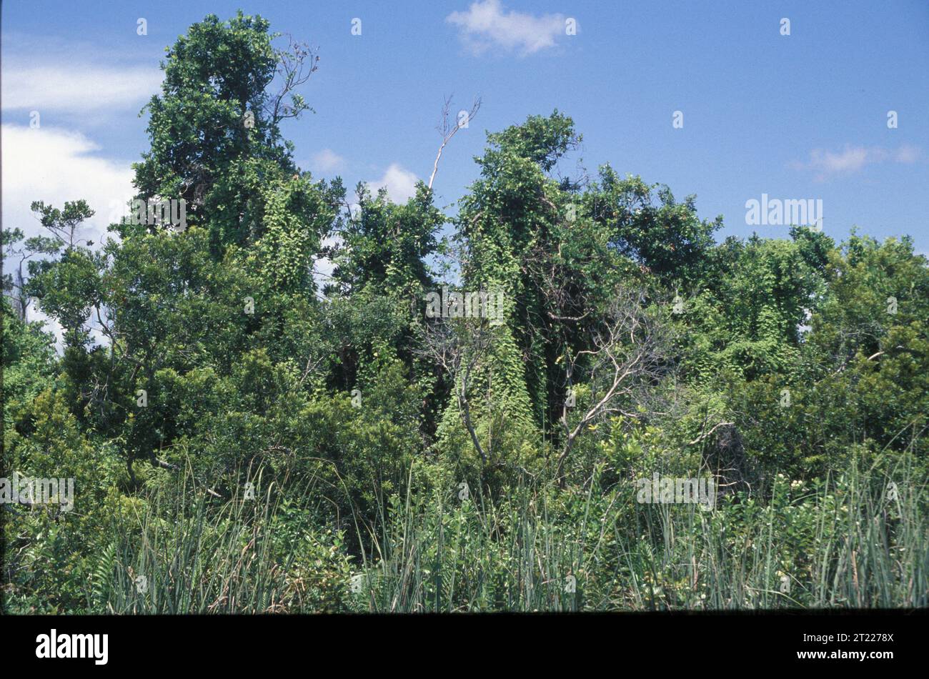 Eine Gruppe Lygodium in Florida. Themen: Pflanzen. Lage: Florida. Fish and Wildlife Service Site: LOXAHATCHEE NATIONAL WILDLIFE REFUGE. . 1998 - 2011. Stockfoto