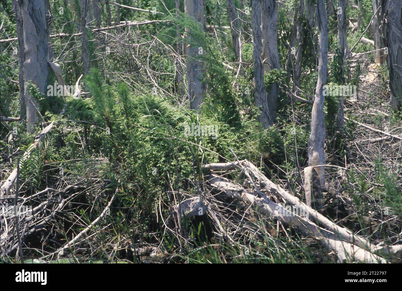 Lygodium liegt auf dem Boden. Themen: Pflanzen. Lage: Florida. Fish and Wildlife Service Site: LOXAHATCHEE NATIONAL WILDLIFE REFUGE. . 1998 - 2011. Stockfoto