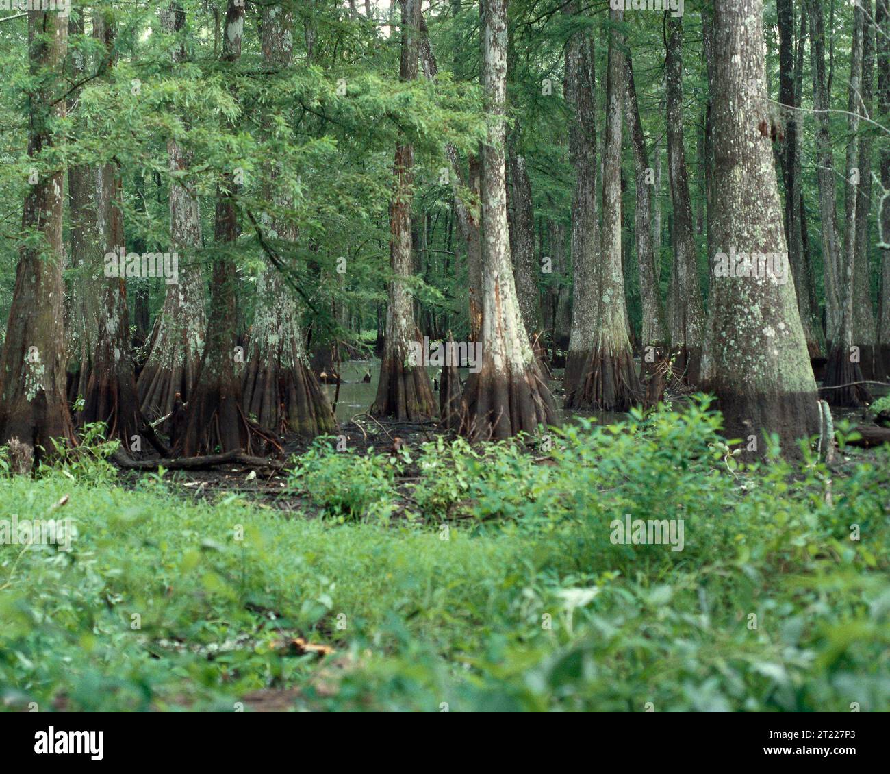 Eine Nahaufnahme des Bayou im Bayou Cocodrie National Wildlife Refuge in Louisiana, das Feuchtgebiete und die umliegende Wildnis zeigt. Das Gebiet ist bekannt für seine biologische Vielfalt und ökologische Bedeutung. Stockfoto