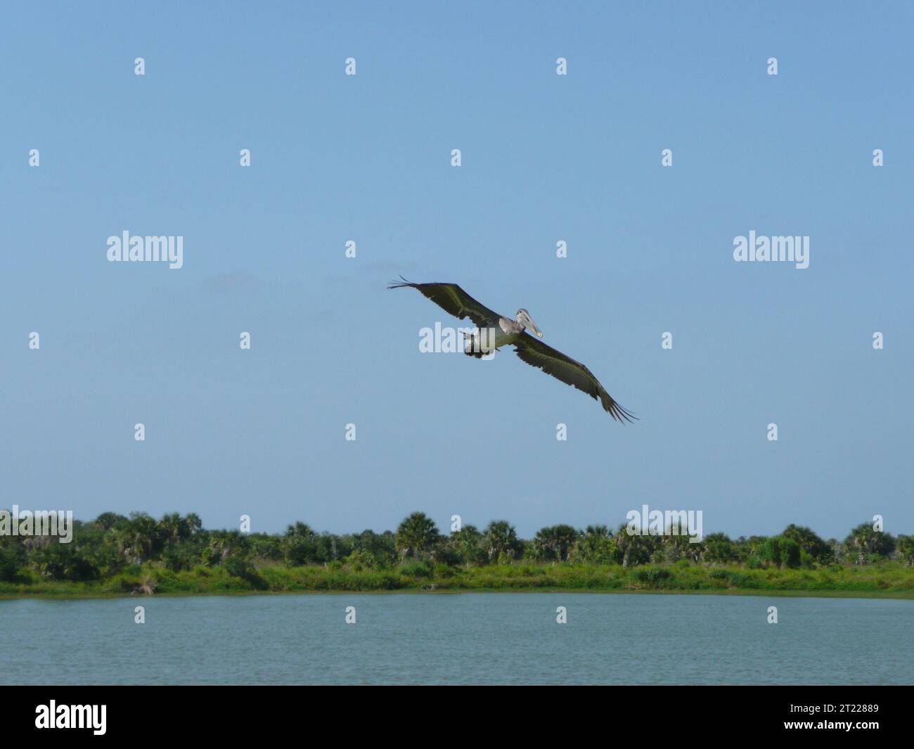Ein brauner Pelikan, der nach dem Ölen gereinigt und rehabilitiert wurde, fliegt nach seiner Veröffentlichung im Pelican Island National Wildlife Refuge in Florida, was eine erfolgreiche Erholung bedeutet. Stockfoto