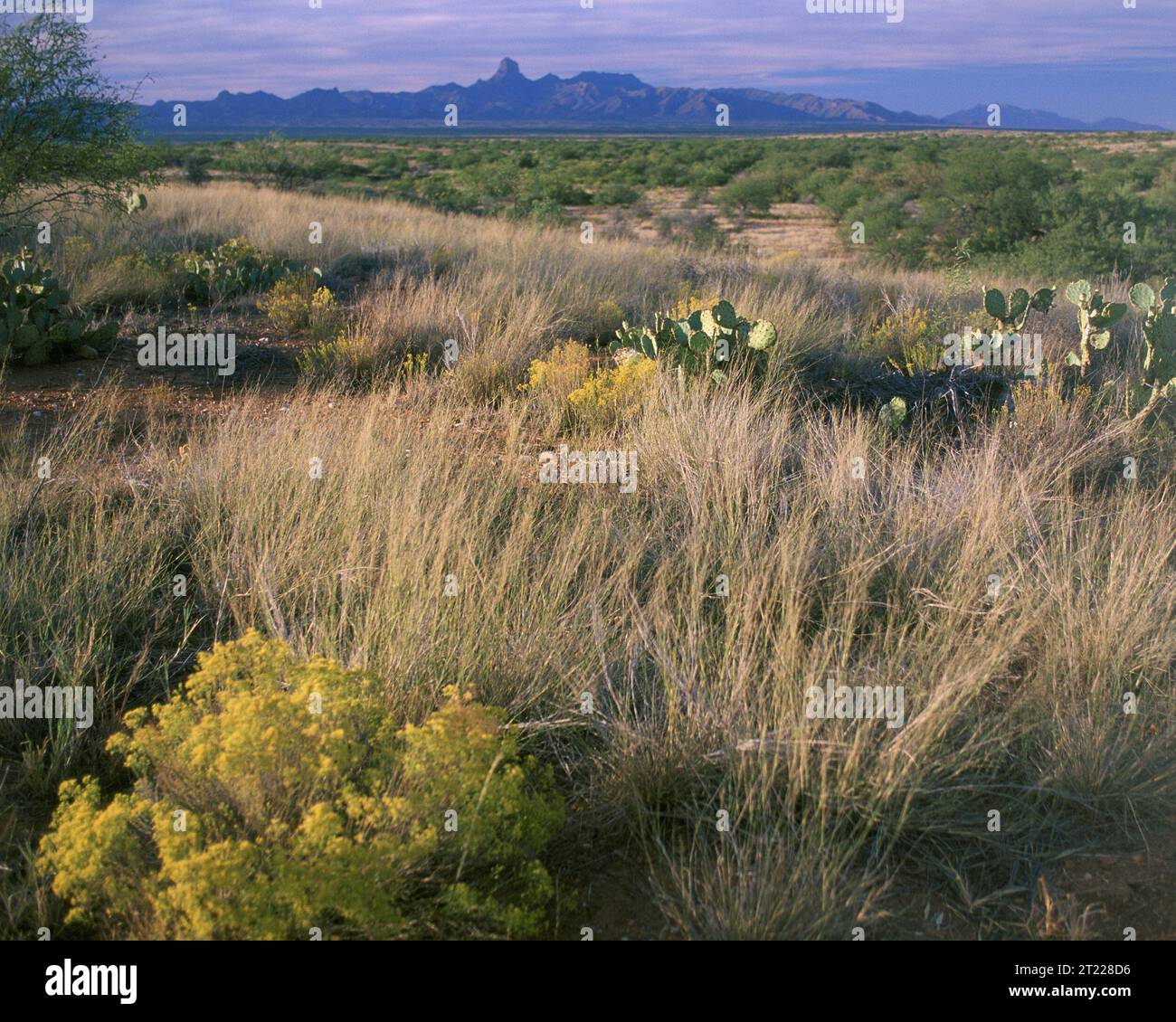 Landschaftlich reizvoller Lebensraum mit dem Gipfel Baboquivari im Hintergrund. Themen: Szenarien; Berge; Wüstenpflanzen; Wüsten. Lage: Arizona. Fish and Wildlife Service Site: BUENOS AIRES NATIONAL WILDLIFE REFUGE. . 1998 - 2011. Stockfoto