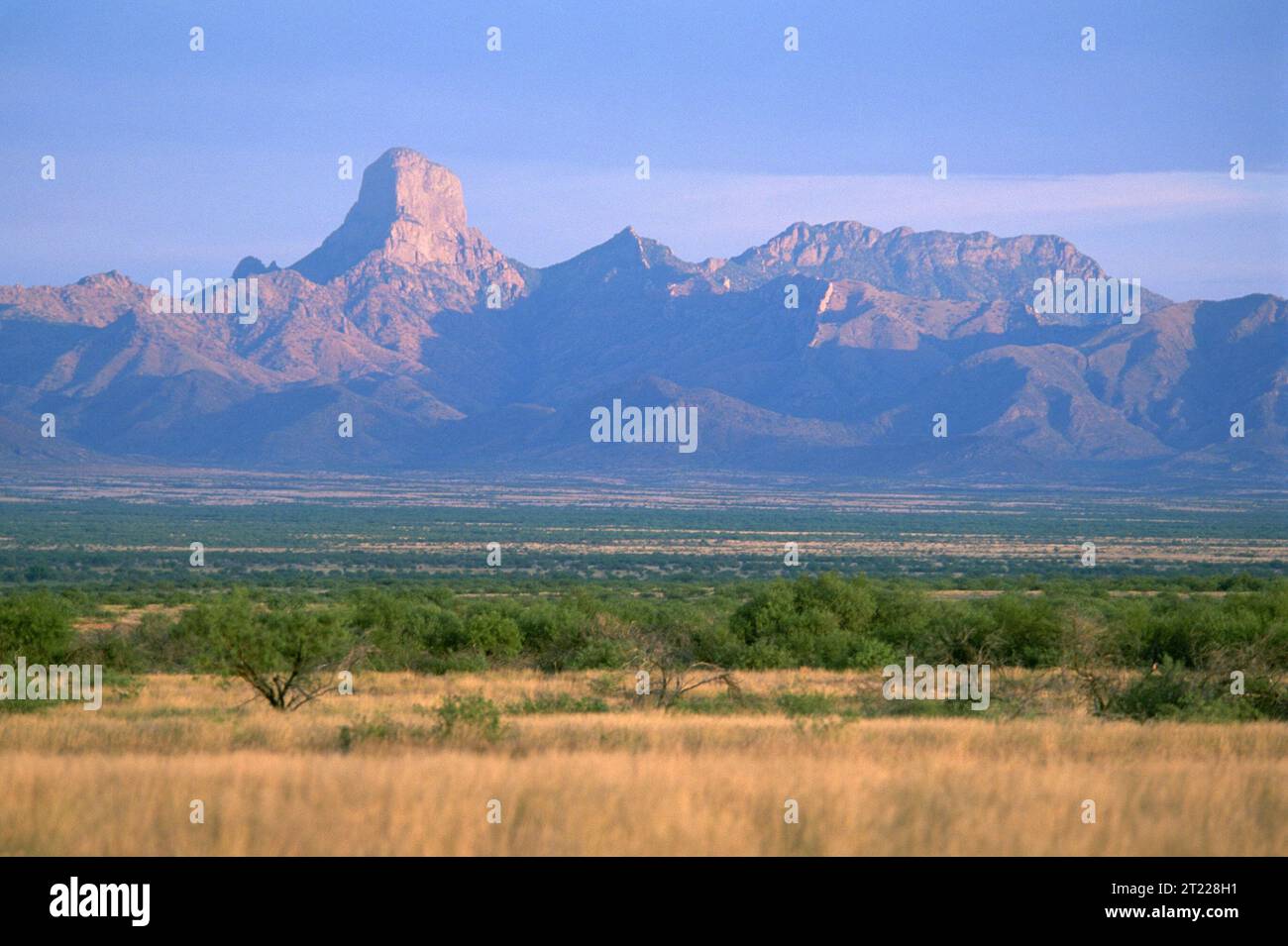 Lebensraumszenarien mit Baboquivari-Gipfel im Hintergrund. Themen: Szenarien; Berge; Wüstenpflanzen; Wüsten. Lage: Arizona. Fish and Wildlife Service Site: BUENOS AIRES NATIONAL WILDLIFE REFUGE. . 1998 - 2011. Stockfoto