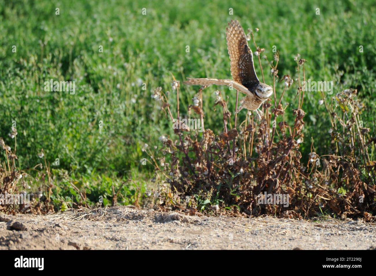 Eine Grabeule landet im Cibola National Wildlife Refuge. Das Refuge hat künstliche Häuser für die Grabeule geschaffen, die von den Vögeln bereitwillig akzeptiert werden. Themen: Besorgniserregende Arten; Vögel; Wildschutzgebiete; Tierbeobachtung; Wiederherstellung von Habitaten. Lage: Arizona; Kalifornien. Fish and Wildlife Service Site: CIBOLA NATIONAL WILDLIFE REFUGE. Stockfoto