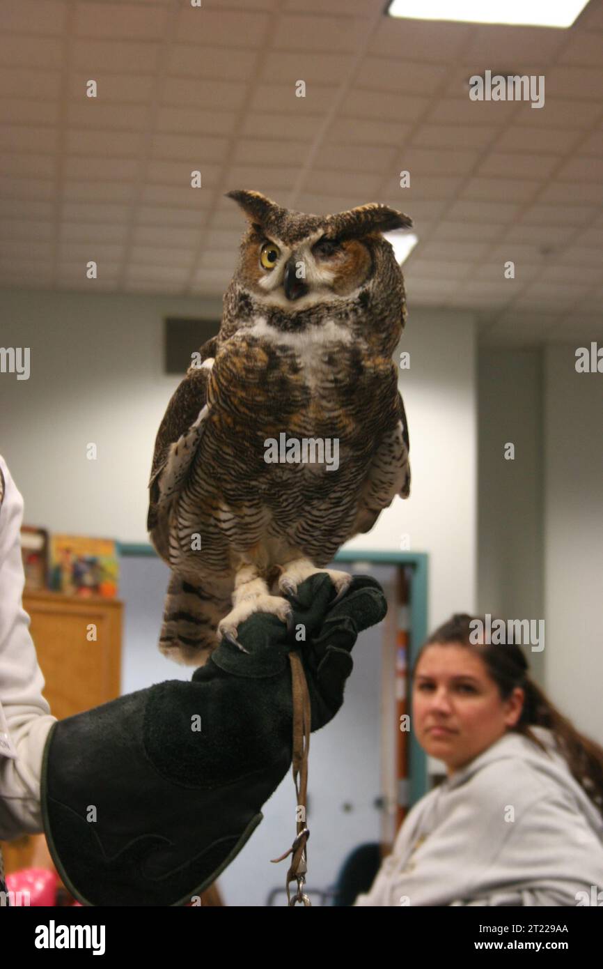 Große Horneule bei einer Live-Vogel-Demonstration im USFWS Northeast Regional Office, Hadley, MA. Themen: Vögel; Umwelterziehung. Lage: Massachusetts. . 1998 - 2011. Stockfoto