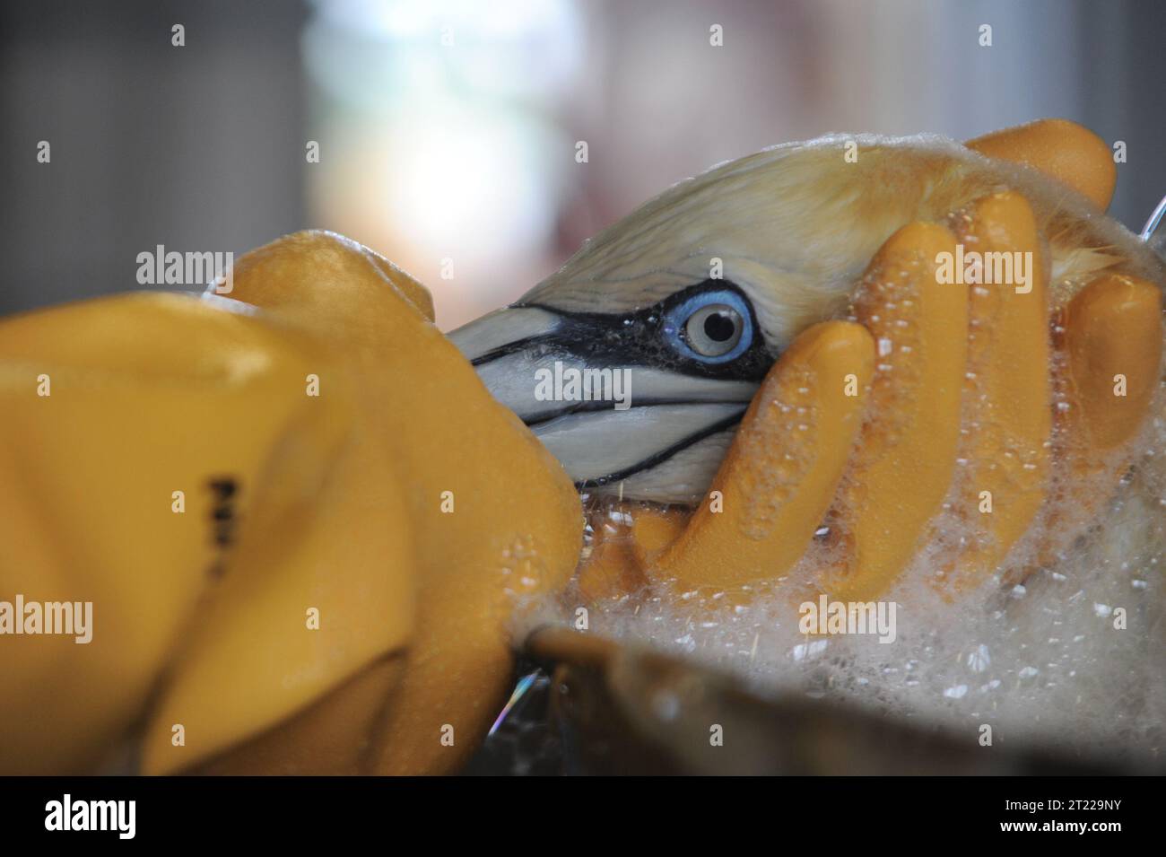 Im Theodore Oiled Wildlife Rehabilitation Center in Theodore, Alabama, wird ein ölgefülltes Nördlein gereinigt. Dieses Rehabilitationszentrum ist eine von vier speziellen Einrichtungen, die eingerichtet wurden, um auf die Ölpest von Deepwater Horizon zu reagieren und sich auf die Reinigung und Wiederherstellung der betroffenen Wildtiere zu konzentrieren. Stockfoto