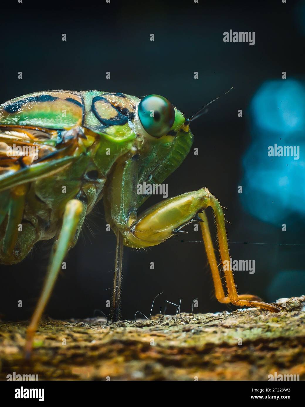 Extreme Makroaufnahme von Cricket Stockfoto