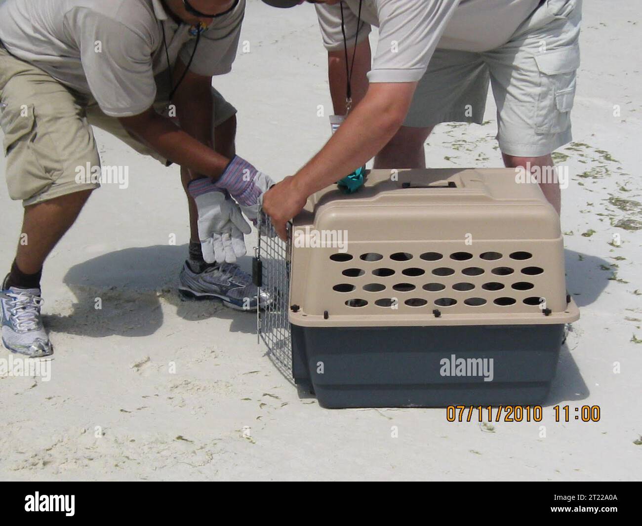 11. Juli 2010 Destin, FL – Refuge Operations Specialist Kenan Adams (Carolina Sandhills National Wildlife Refuge) rettet ein junges Northern Gannet. Das Tölpel wurde in eines von mehreren Oiled Bird Centers transportiert, die von Tri-State Rehabilitation betrieben wurden. Pho. Themen: Vögel; Deepwater Horizon Oil Disease. Stockfoto