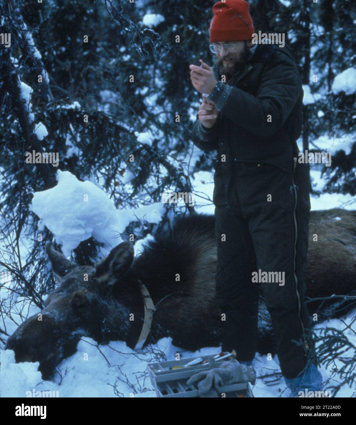 Ein Mann arbeitet mit Elchtelemetrie. Themen: Forschung. . 1998 - 2011. Stockfoto