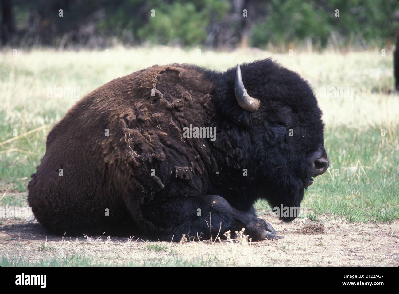 Bison ruht im Gras im Custer State Park. Themen: Säugetiere, Parks, Gräser, Prärien. Lage: South Dakota. Stockfoto