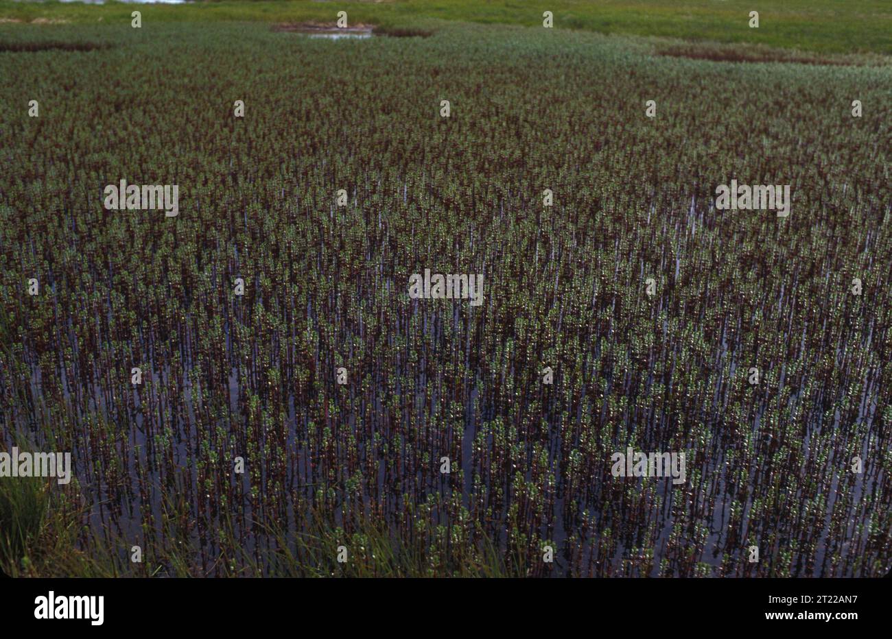 Blick auf Tundra-Feuchtgebiete, die mit bunten Wildblumen bedeckt sind und das lebendige Ökosystem dieser einzigartigen Landschaft zeigen. Lage: Alaska, Yukon Delta National Wildlife Refuge. Stockfoto