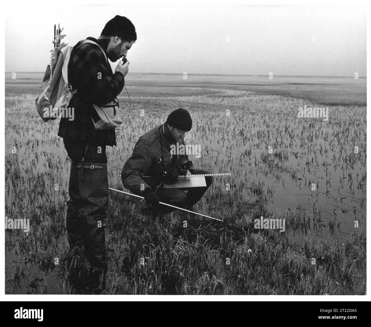 Ein Schwarzweiß-Foto, das Tundra-Vogelnest mit Messgeräten und Aufnahmegerät überprüft. Themen: Vögel; Vogelbeobachtung; Arbeit des Dienstes. Lage: Alaska. Stockfoto