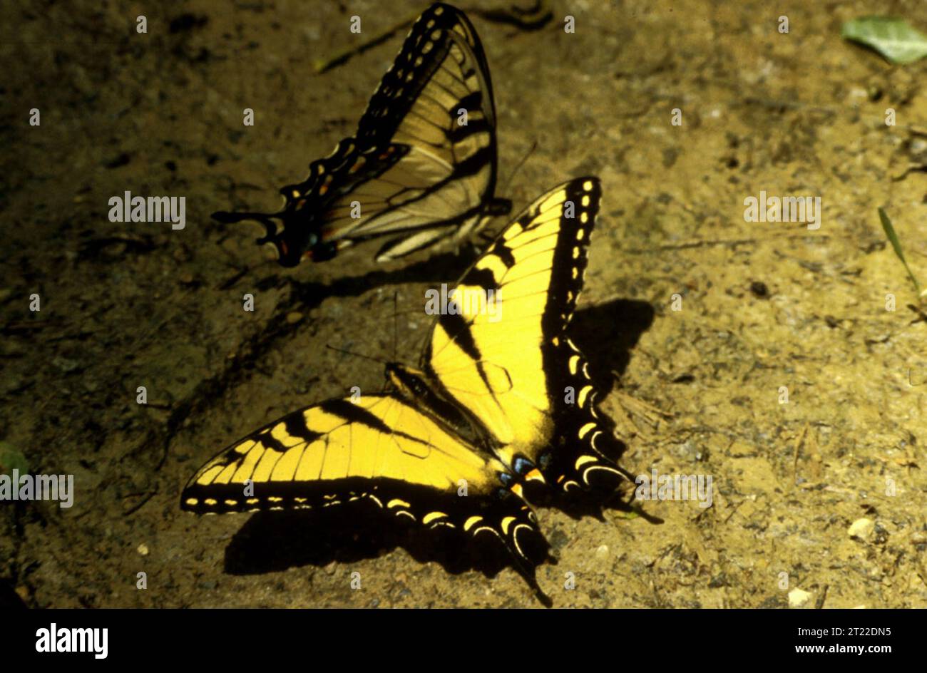 Der Tiger Swallowtail ist ein großer, farbenfroher Schmetterling mit markanten gelb-schwarz gestreiften Flügeln. Sie kommt häufig in Wäldern und Gärten vor und ernährt sich von Blütennektar. Stockfoto