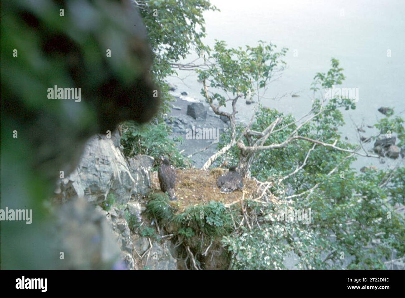 Ein Nest der Weißkopfadler auf einer Klippe, Heimat der Jungadler. Weißkopfseeadler sind die beliebtesten Raubtiere und nisten oft in hohen Bäumen oder Klippen in der Nähe des Wassers. Sie sind ein Symbol des Naturschutzes in Nordamerika. Stockfoto