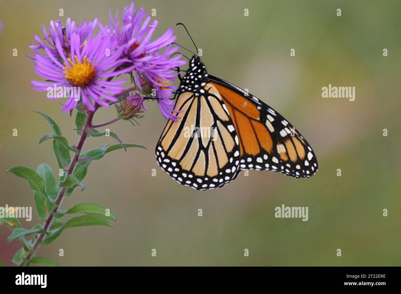 Im Great Bay National Wildlife Refuge in Newington, New Hampshire, liegt ein Monarchschmetterling auf einer Astersterblume in New England. Monarchen sind bekannt für ihre langen Wanderungen und ihre markanten orangefarbenen und schwarzen Flügel. Stockfoto