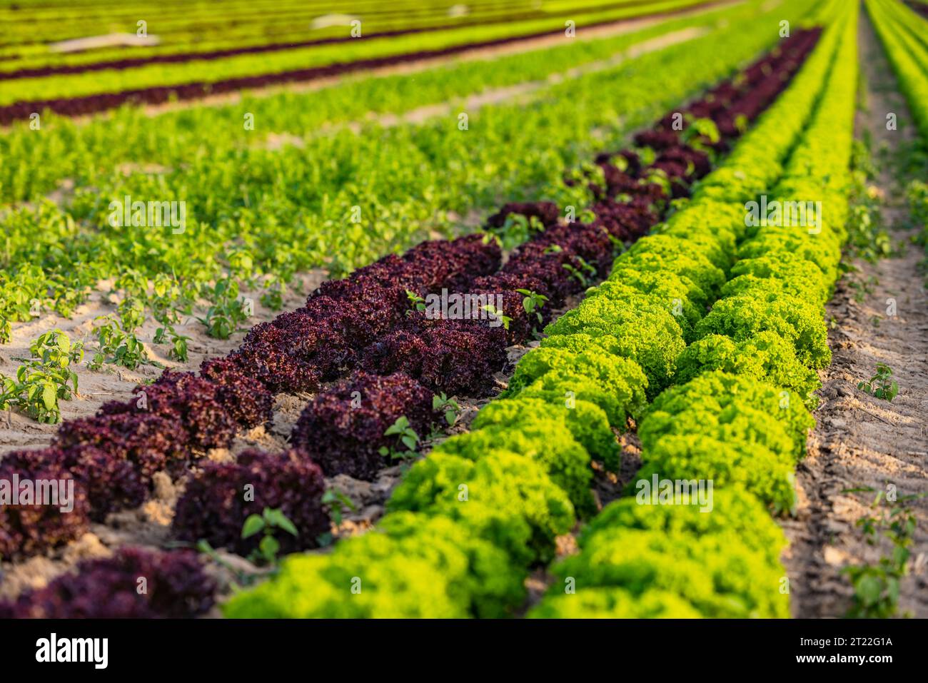 Viele Köpfe von grünem Lollo bionda und rotem Lollo rosso pflücken Salat auf einem Feld bis zum Horizont Stockfoto