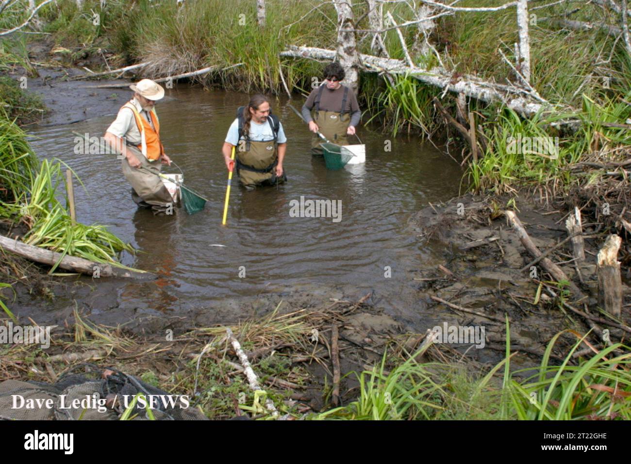 Biologen der USFWS und der Konföderierten Stämme der Siletz-Indianer schockieren ein kleines Entwässerungsbecken auf dem alten Grabenkanal, um die verbleibenden Fische und Amphibien zu retten. Themen: Strukturen; Ufergebiete; Flüsse und Bäche; Wiederherstellung von Lebensräumen; Wiederherstellung von Feuchtgebieten; Feuchtgebiete; Wildschutzgebiete; Biologen (USFWS); Fische; Fischereimanagement; Umzug. Lage: Oregon. Fish and Wildlife Service Site: BANDON MARSH NATIONAL WILDLIFE REFUGE. Stockfoto