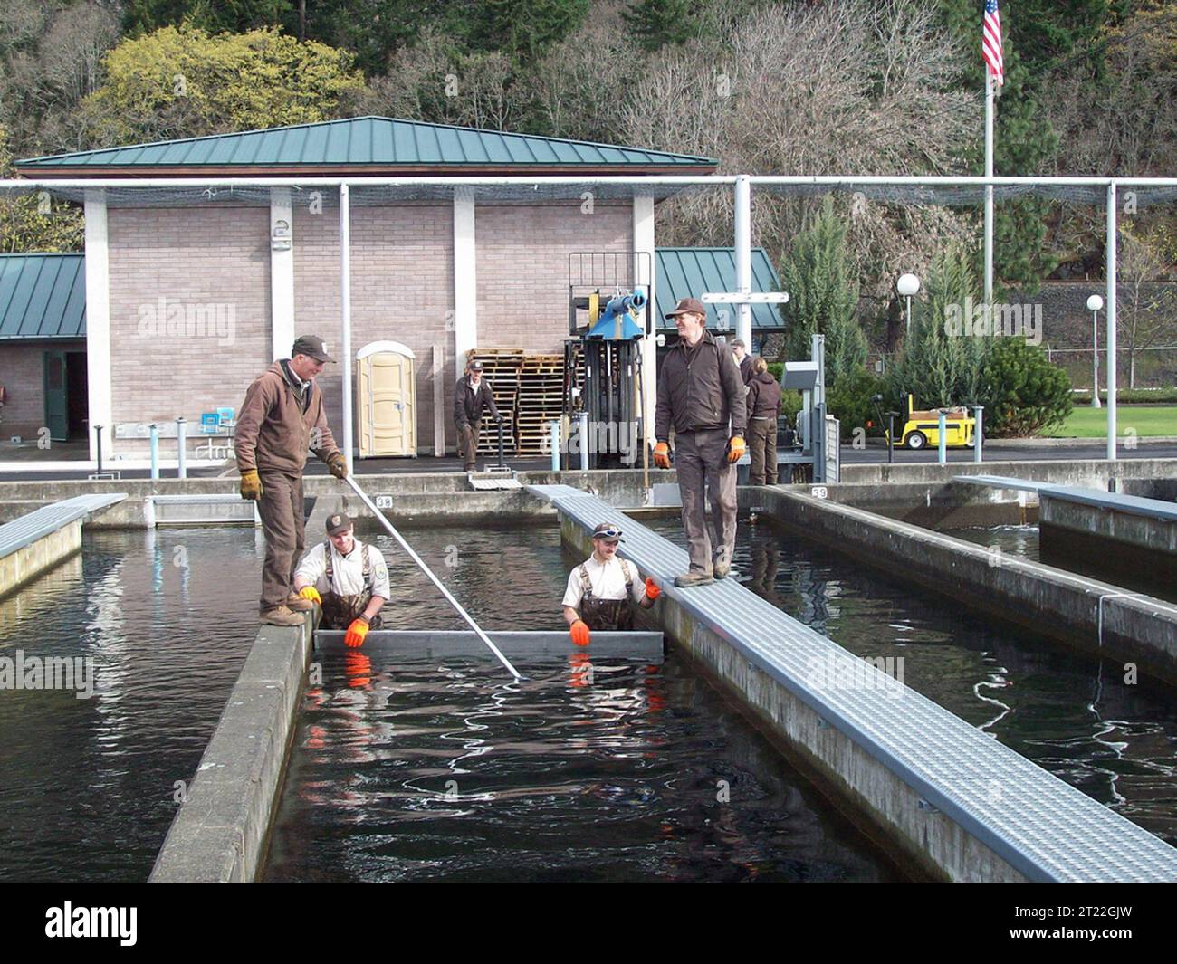 Mitarbeiter des U.S. Fish and Wildlife Service bewegen sich (bekannt als „Crowding“, juvenile Tule Fall Chinook Lachs an das Ende einer Laufbahn, oder „Teich“, wo die Fische in ein geöffnetes Laufbahntor gelangen, einen Hatchery Kanal hinunterschwimmen und dann aus dem Hatchery-Einlassrohr herauskommen. Themen: Fischbrütereien; Fischereimanagement; Fische; Arbeitnehmer (USFWS); Dienstposten. Lage: Washington. Fish and Wildlife Service Site: SPRING CREEK NATIONAL FISH BRACHERY. Stockfoto