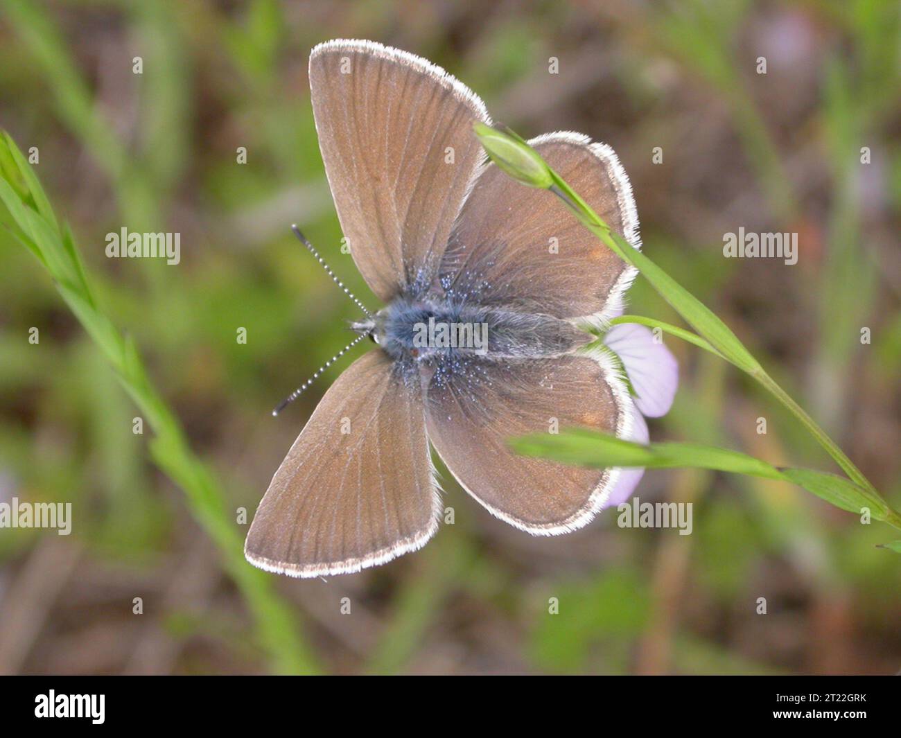 Aus nächster Nähe sehen Sie ein gefährdetes weibliches Fender's Blue Butterfly in den Prärien des Willamette Valley in Oregon, einem Ökosystem, das für vielfältige Wildblumen und einheimische Vegetation bekannt ist. Stockfoto