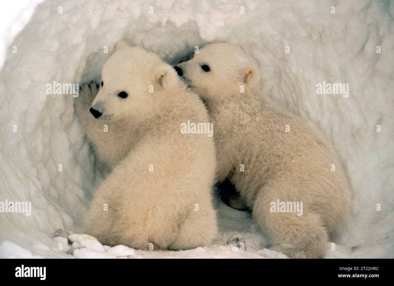Eisbärenjungen tauchen im Frühjahr aus ihrer Höhle auf, bereit, sich auf der Suche nach Nahrung in Richtung Ozean zu wagen. Diese Jungen verlassen sich auf ihre Mutter, um ihre Nahrung zu erhalten, während sie in der rauen arktischen Umgebung Überlebensfähigkeiten erlernen. Stockfoto
