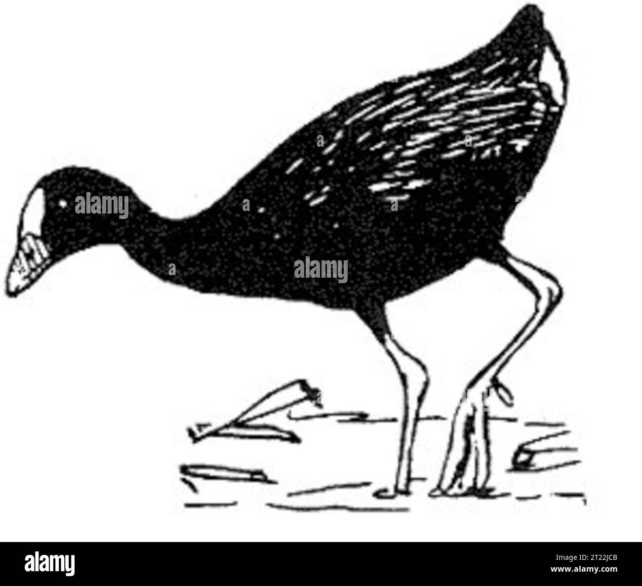 Diese schwarz-weiße Strichgrafik zeigt eine Purple Gallinule, einen Watvogel, der häufig in Feuchtgebieten zu finden ist. Seine langen Zehen ermöglichen es ihm, auf schwimmender Vegetation in flachen Gewässern zu laufen. Stockfoto