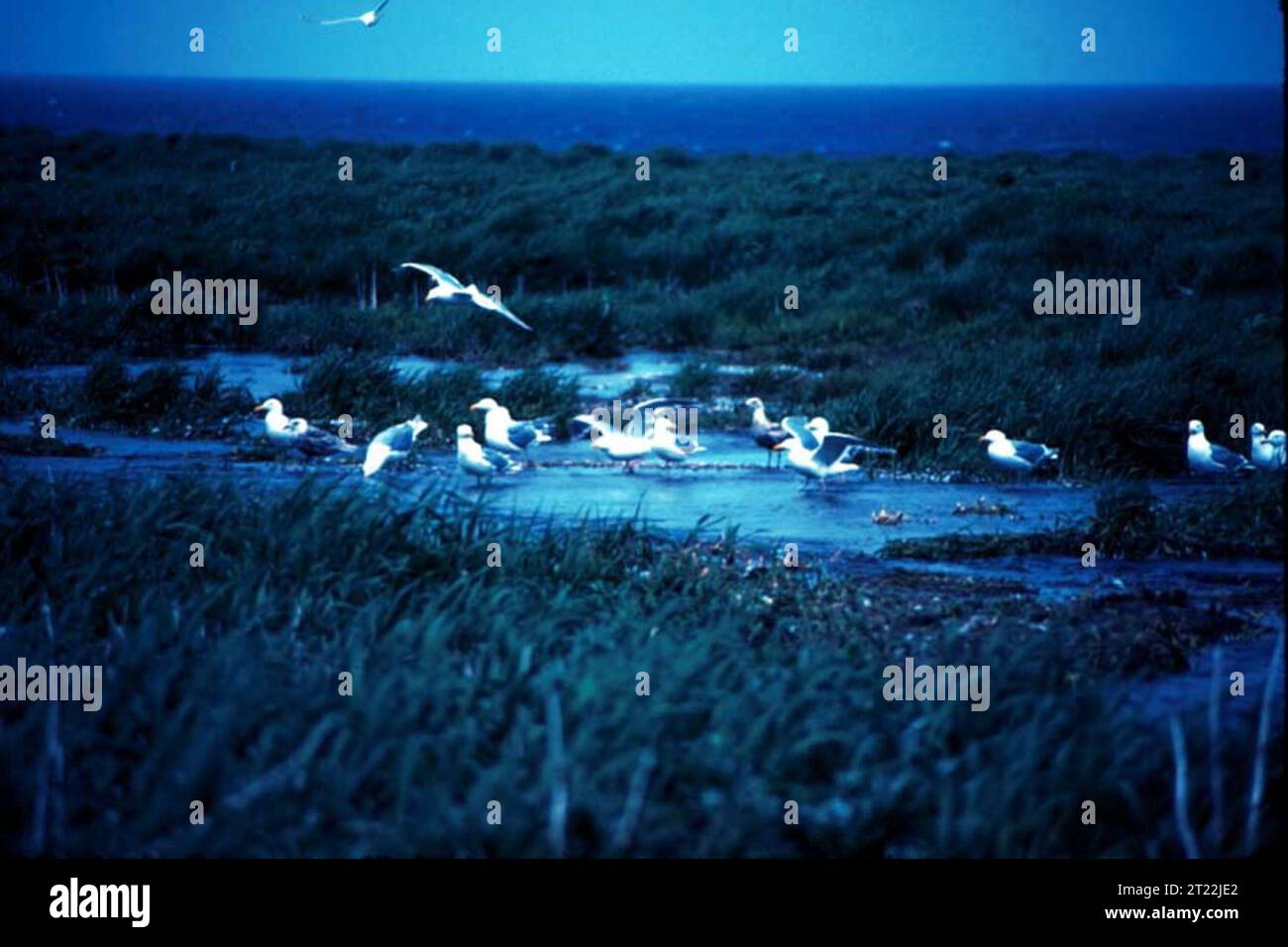 In einem Strandpool werden Möwen mit Glaukus-Flügeln gesehen, die nach Nahrung suchen. Diese großen Möwen finden sich entlang der nördlichen Pazifikküste, oft in der Nähe von Gewässern, wo sie sich von Meeresorganismen ernähren. Stockfoto