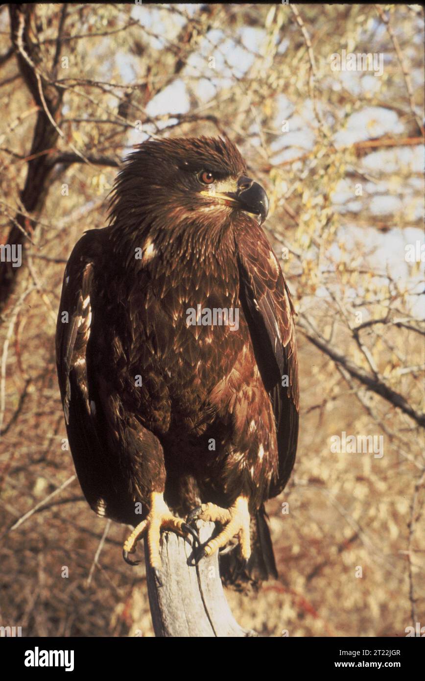Ein unreifer Weißkopfseeadler, der noch nicht voll ausgereift ist, zeichnet sich oft durch sein dunkles Gefieder und das Fehlen des legendären weißen Kopfes und Schwanzes aus. Sie kommt in Lebensräumen vor, die adulten Weißkopfseeadlern ähneln, einschließlich Seen und Küstengebieten. Stockfoto