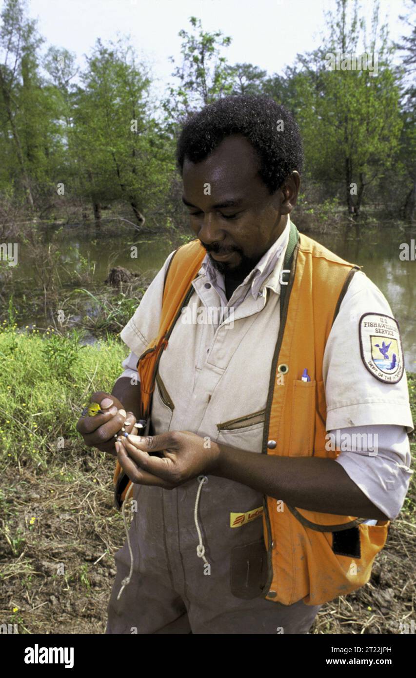 Im Tensas River National Wildlife Refuge in Louisiana schnappt ein US-Biologe einen neotropischen Zugvogel. Dieser Prozess hilft dabei, Vogelwanderungsmuster zu verfolgen. Zu den Themen gehören Vogelbändern und Zugvögel. Stockfoto