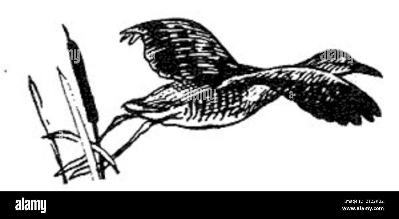 Die Königsschiene (Rallus elegans) ist ein großer Watvogel, der in Süßwassermooren gefunden wird und hier in detaillierter Strichkunst dargestellt wird. Stockfoto