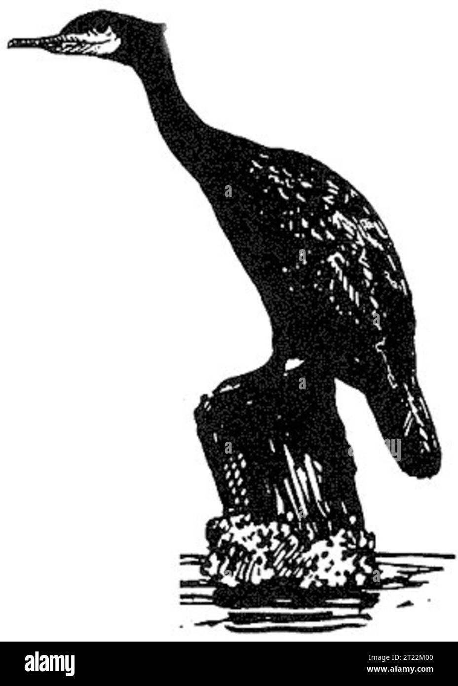 Schöpfer: Hines, Robert W. Themen: Vögel; Vögel; Schwimmen; Tier; Tiere; Illustrationen; Illustrationen; Kunst; Strichkunst. 1998 - 2011. Stockfoto